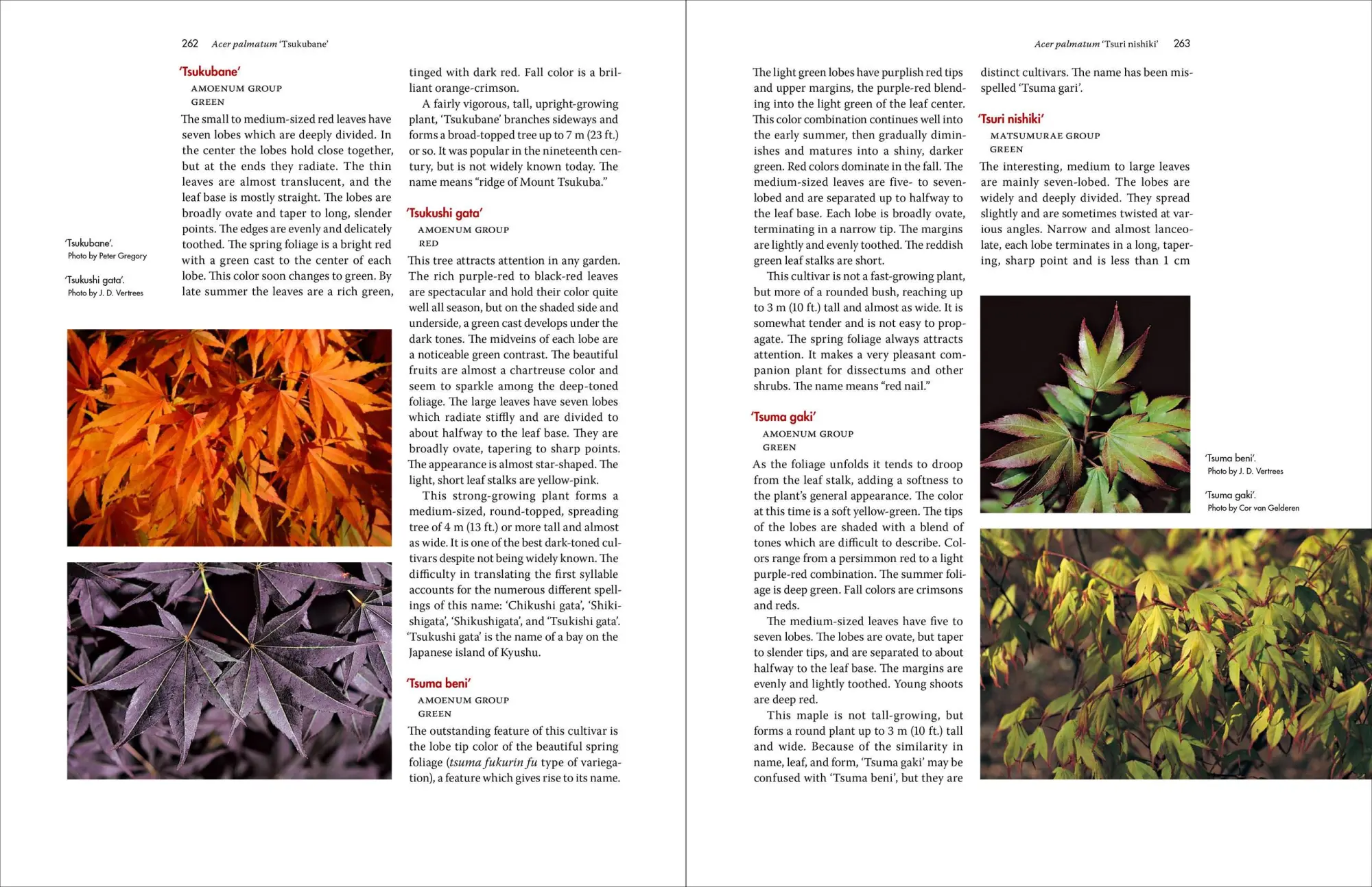 Bild: 9780881929324 | Japanese Maples | J. D. Vertrees (u. a.) | Buch | Gebunden | Englisch